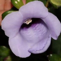 Gloxinia perennis (L.) Druce